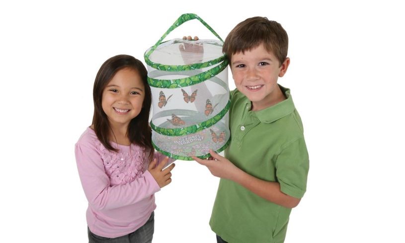 The Live Butterfly Garden - grow your own butterflies at home!