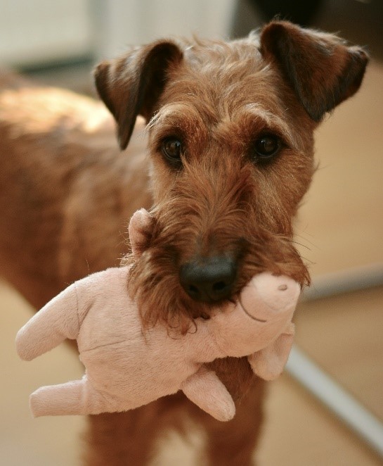 dog with stuffed toy
