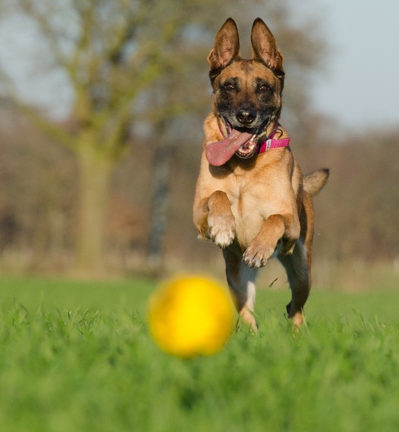 dog chasing a ball